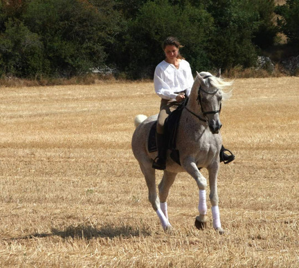 cheval arabe pirouette au galop en spectacle